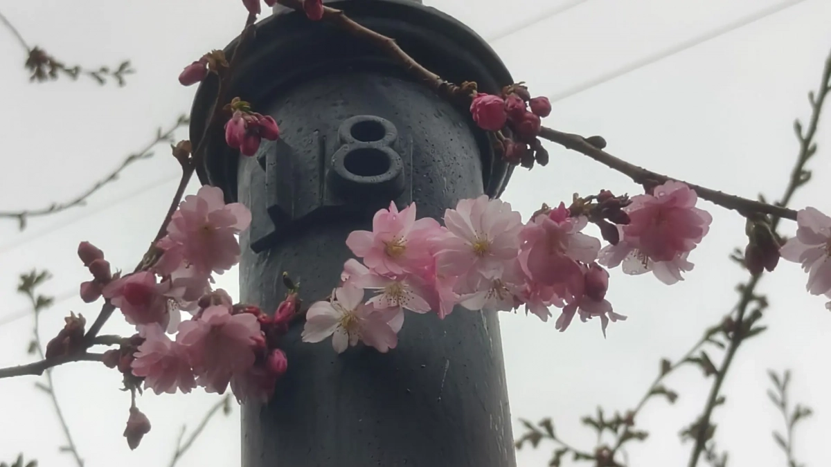 В саду Дружбы расцвела сакура - tvspb.ru