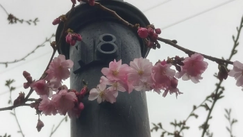 В саду Дружбы расцвела сакура