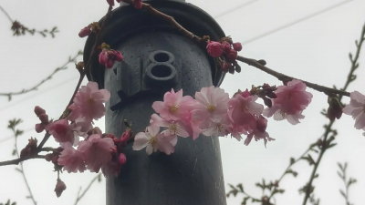 В саду Дружбы расцвела сакура