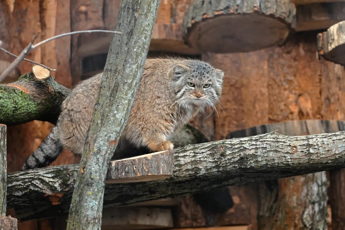 В зоопарке проведут День манула с лекцией про яков и степными играми - tvspb.ru