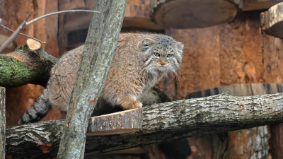 В зоопарке проведут День манула с лекцией про яков и степными играми