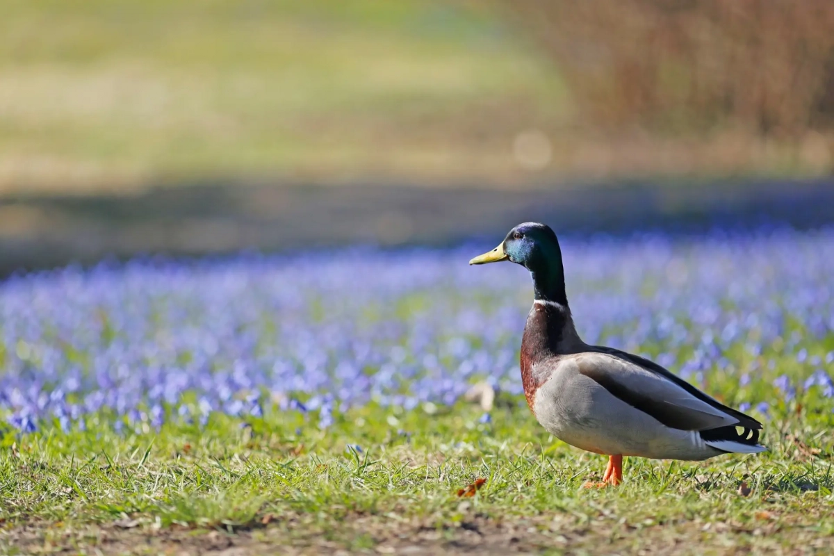 Ботанический сад поделился фотографиями уток в синем озере пролесок - tvspb.ru
