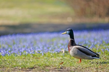 Ботанический сад поделился фотографиями уток в синем озере пролесок