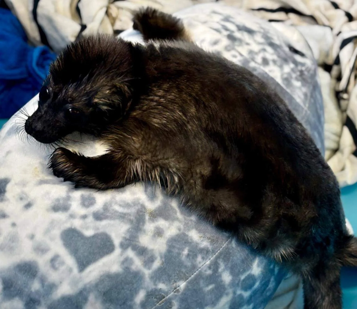 Три ладожские нерпы проходят реабилитацию в Репино: две малышки уже пробуют рыбу - tvspb.ru