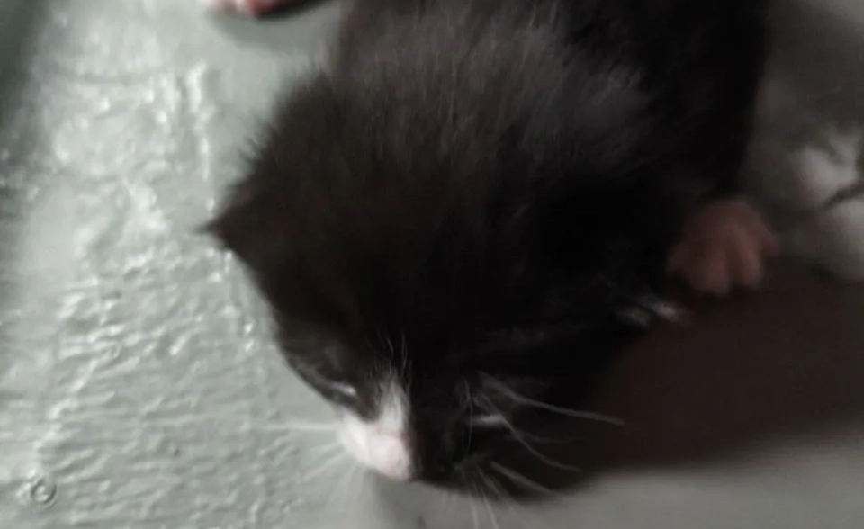 Неожиданная находка: во время субботника на улице Коммуны спасли котят - tvspb.ru