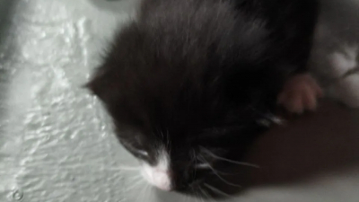 Неожиданная находка: во время субботника на улице Коммуны спасли котят