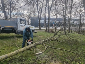 Сильный ветер повалил как минимум пять деревьев в Петербурге