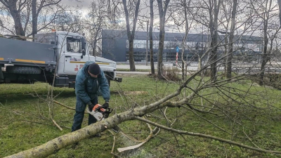 Сильный ветер повалил как минимум пять деревьев в Петербурге
