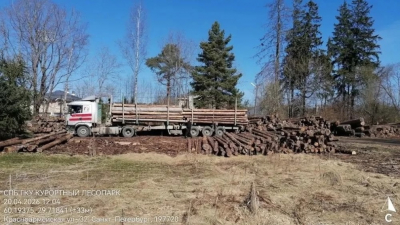 Петербург направит в зону СВО партию древесины для нужд армии
