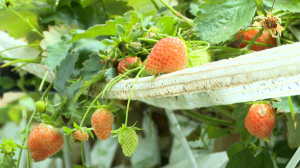 Ягоды круглый год. Клубничная ферма в сердце Северной столицы