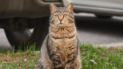 В Приморском районе мужчина подрался с девушкой-волонтером из-за бездомных котов