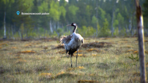 Серые журавли вернулись домой, скворцы занялись весенним фитнесом, а лосиха напала на волка — свежие лесные новости от Павла Глазкова