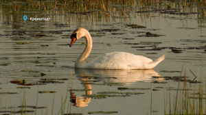 Лебеди вернулись в Кронштадт, домовитый ремез вяжет весенние варежки, а куница ищет невесту с утра пораньше — свежие лесные новости от Павла Глазкова
