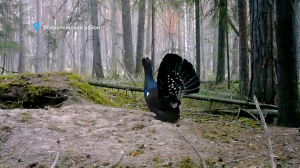 Гуси возвращаются, глухари начинают токовать, а самцы остромордой лягушки становятся небесно-голубыми перед невестами — свежие лесные новости от Павла Глазкова