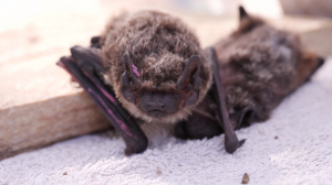 Сохранение рукокрылых в реабилитационном центре для летучих мышей Ленинградского зоопарка