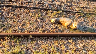 Пограничники в Высоцке нашли исхудавшего тюленёнка