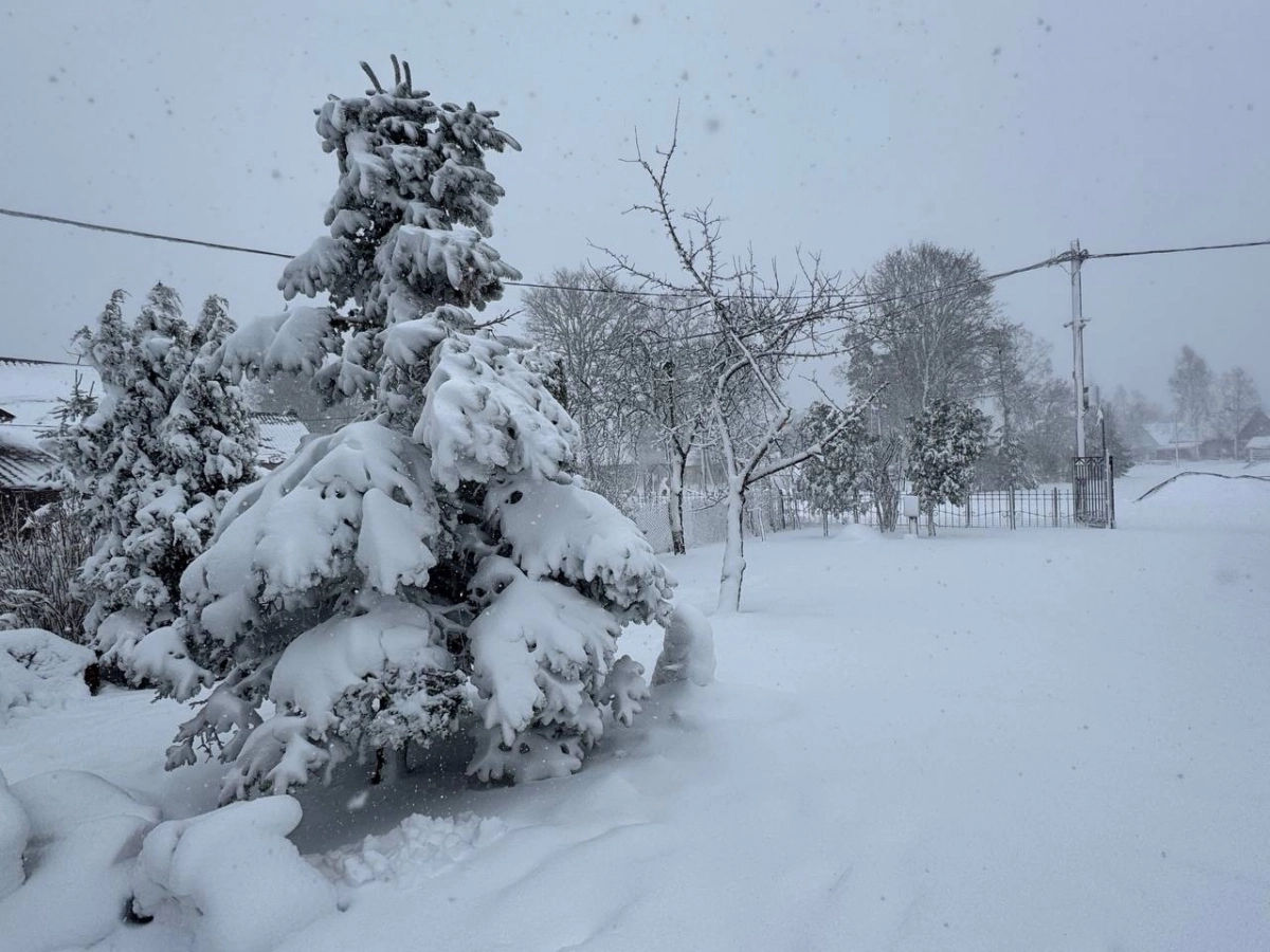 Апрельская вьюга: зима вернулась в Ленобласть - tvspb.ru