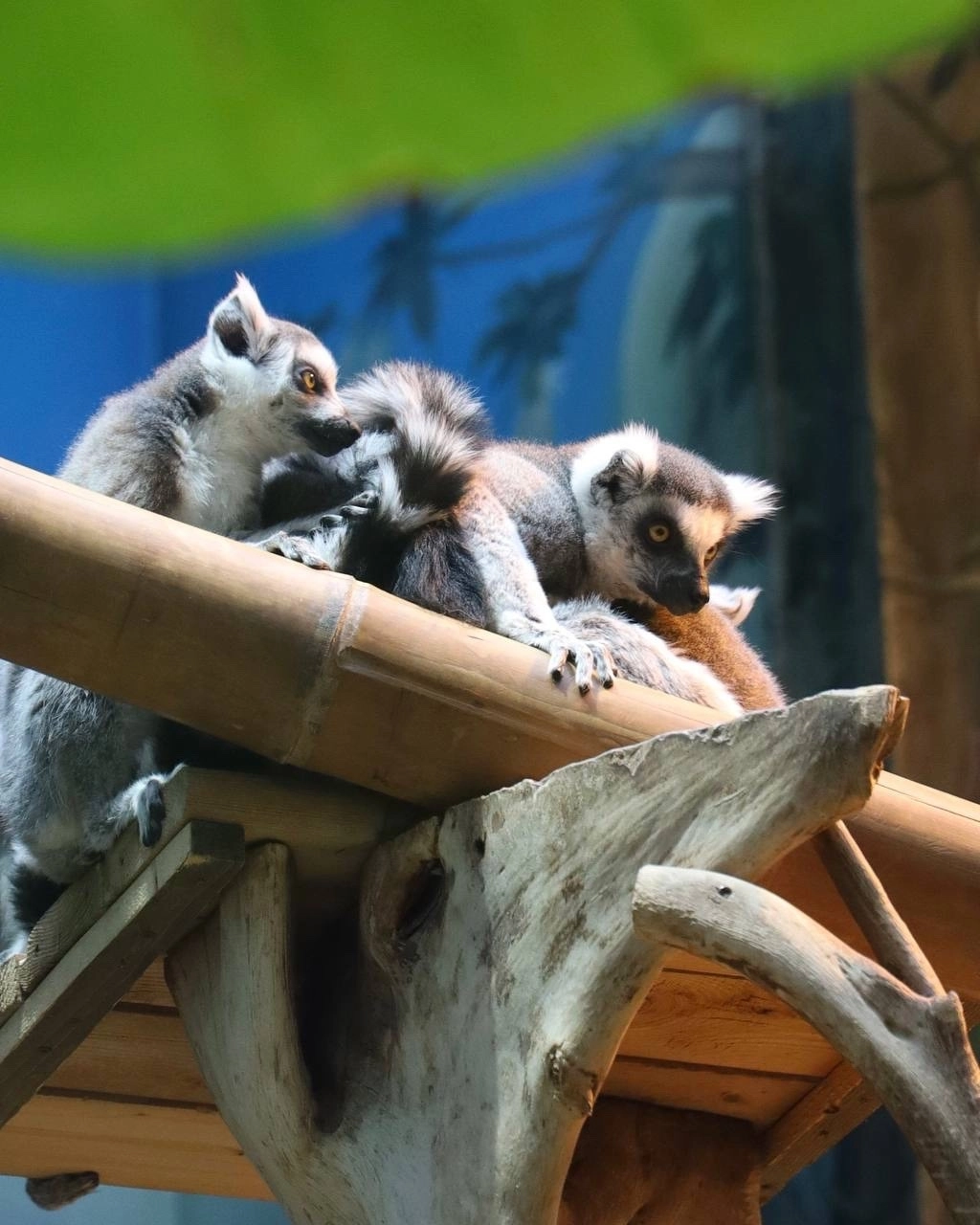 В Московский зоопарк передали лемура из антикафе, которого использовали для фото с гостями - tvspb.ru