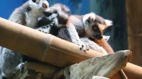 В Московский зоопарк передали лемура из антикафе, которого использовали для фото с гостями