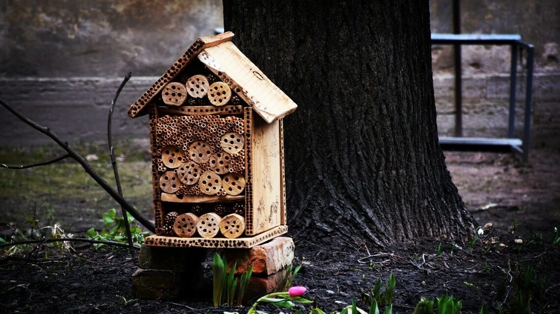 В Петербурге построили отель для насекомых - tvspb.ru