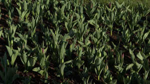 Первые тюльпаны: сиреневые бутоны появились на клумбах на Ивановской улице