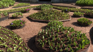 Виолы на клумбах Марии Фёдоровны: в парке Павловская начинается посадка цветов