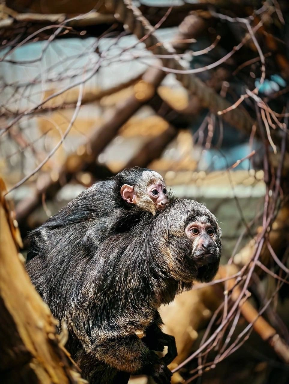 Маленькое чудо в Новосибирске: у редких приматов белолицых саки родился детёныш - tvspb.ru