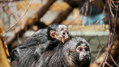 Маленькое чудо в Новосибирске: у редких приматов белолицых саки родился детёныш
