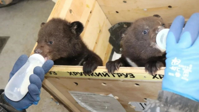 Осиротевших медвежат из Приморья передали в зоопарк Новосибирска