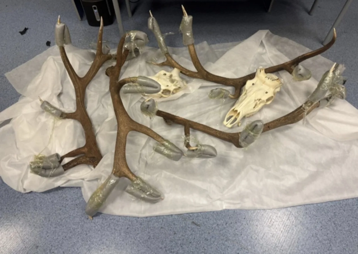 Во Внуково у иностранца в багаже нашли 30 кг рогов и черепов краснокнижных маралов - tvspb.ru
