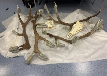 Во Внуково у иностранца в багаже нашли 30 кг рогов и черепов краснокнижных маралов