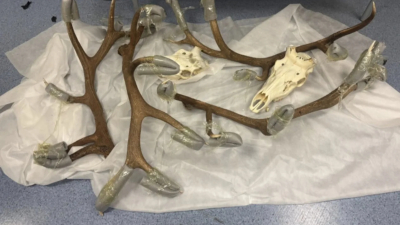 Во Внуково у иностранца в багаже нашли 30 кг рогов и черепов краснокнижных маралов