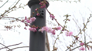 Розовые помпоны приносят весну: сакура распускается в Саду Дружбы на Литейном