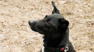 Предупреждён — значит вооружён. Как защитить питомца от атак догхантеров?