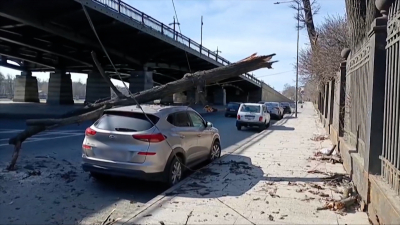 Из-за сильного ветра возле Строгановского сада иномарку придавило деревом