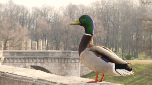 Императорский розарий в парке Гатчины готовится к открытию туристического сезона