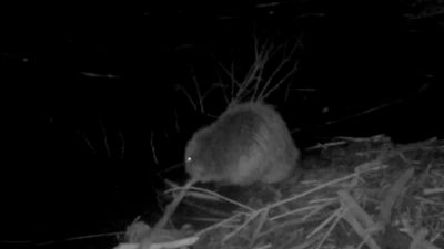 Нижне-Свирский заповедник показал весеннюю суету у бобровой хатки