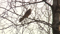 Краснокнижный выпускной: в Петербурге ястребов и сов отпустили на волю после лечения