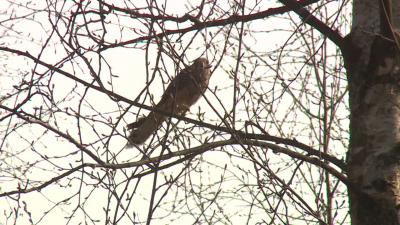 Краснокнижный выпускной: в Петербурге ястребов и сов отпустили на волю после лечения