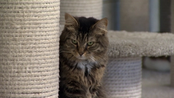 Волонтеры и депутаты парламента Петербурга провели субботник в кошачьем приюте «Преданное сердце»