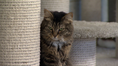 Волонтеры и депутаты парламента Петербурга провели субботник в кошачьем приюте «Преданное сердце»