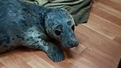 «Меховые штанишки» в безопасности: тюлень из Обводного канала обрёл новый дом