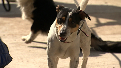 С заботой о четвероногих: как петербуржцы спасают собак, пострадавших от разлива нефти в Туапсе