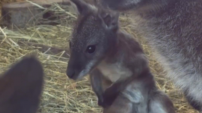 В Петербурге стало больше матерей, носящих детей в сумках: видео