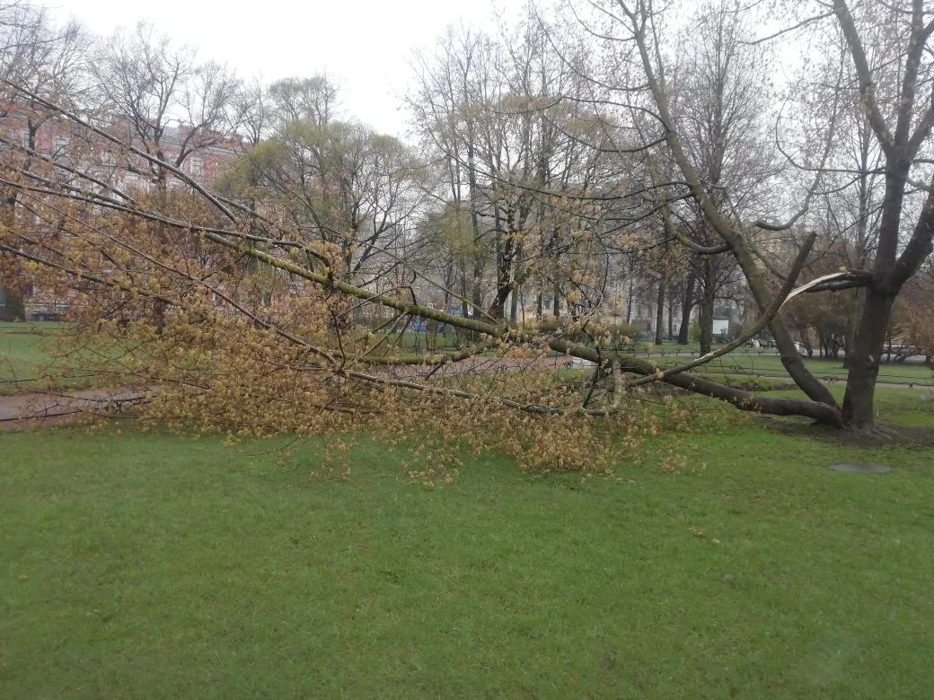 Непогода в Петербурге сломала двуствольный клен в Таврическом саду и две ивы - tvspb.ru
