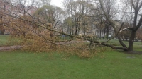 Непогода в Петербурге сломала двуствольный клен в Таврическом саду и две ивы