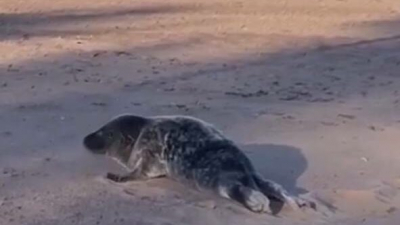 Петербуржцев попросили помочь спасти тюленёнка: искать его нужно в районе Сестрорецка