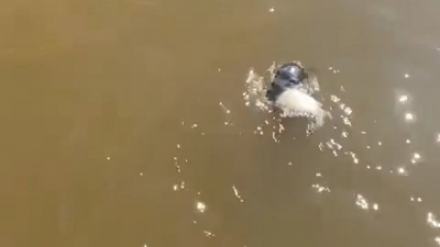 В самом центре Петербурга тюленёнок сразился с огромной рыбой: видео