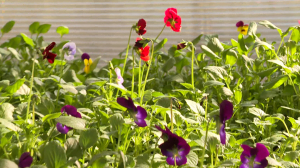 Готовим лето. В оранжерее Московского парка Победы подрастает цветочная рассада