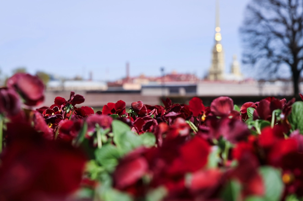 Александр Беглов: Началось весеннее цветочное оформление города ко Дню Победы - tvspb.ru